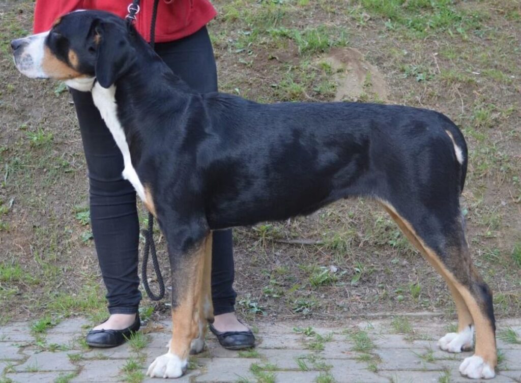 Unethical Breeding Practices: A Closer Look at Scared Dogs in Balihara ...