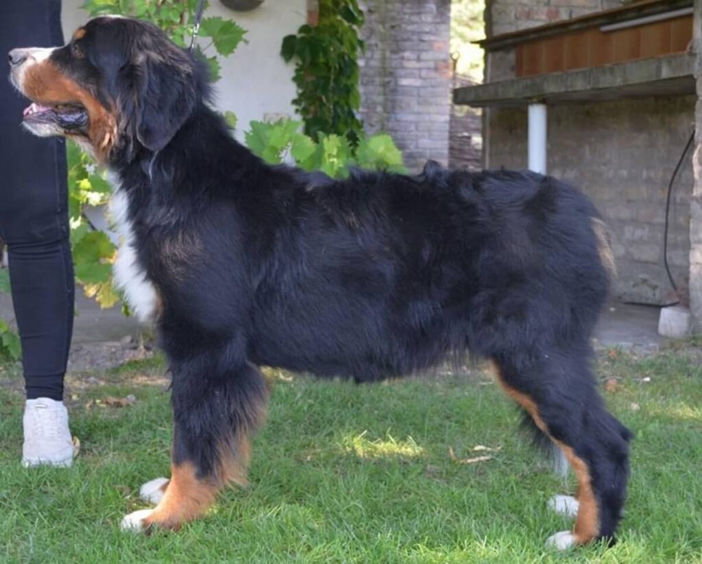 Unethical Breeding Practices: A Closer Look at Scared Dogs in Balihara ...
